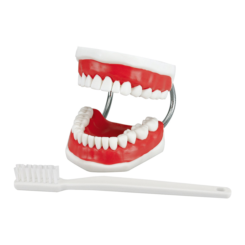 Modell avec brosse emb